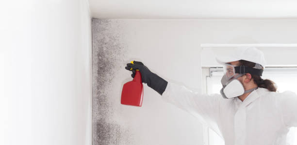 Best Professional Mold Removal  in Baytown, TX